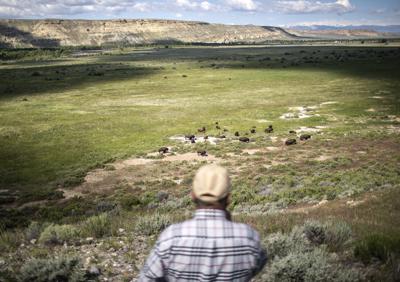 For Once Join Herd >> Eastern Shoshone Tribe S Wild Buffalo Herd Continues To Grow For Once Join Herd >> Eastern Shoshone Tribe S Wild Buffalo Herd Continues To Grow
