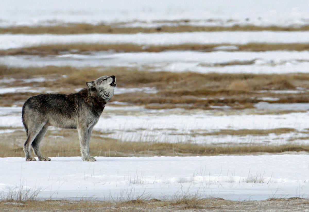 gray wolves hunting