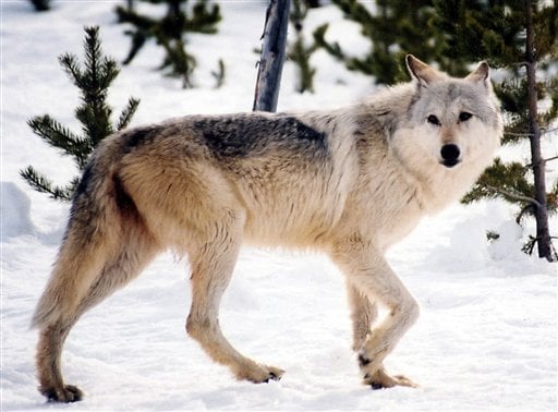 Wyoming wolf management plan divides locals