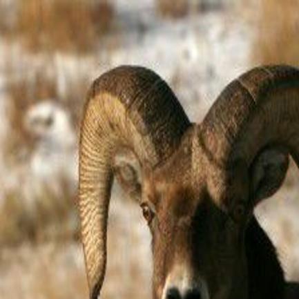 When A Sheep Almost Attacks Open Spaces Trib Com
