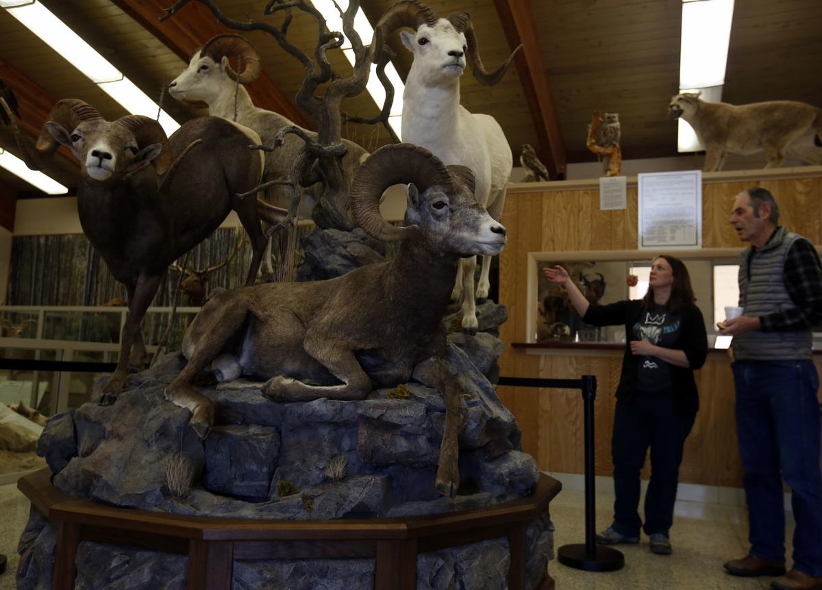 Rare wild sheep mount gives boost to Werner Wildlife Museum Arts Rare wild sheep mount gives boost to Werner Wildlife Museum Arts