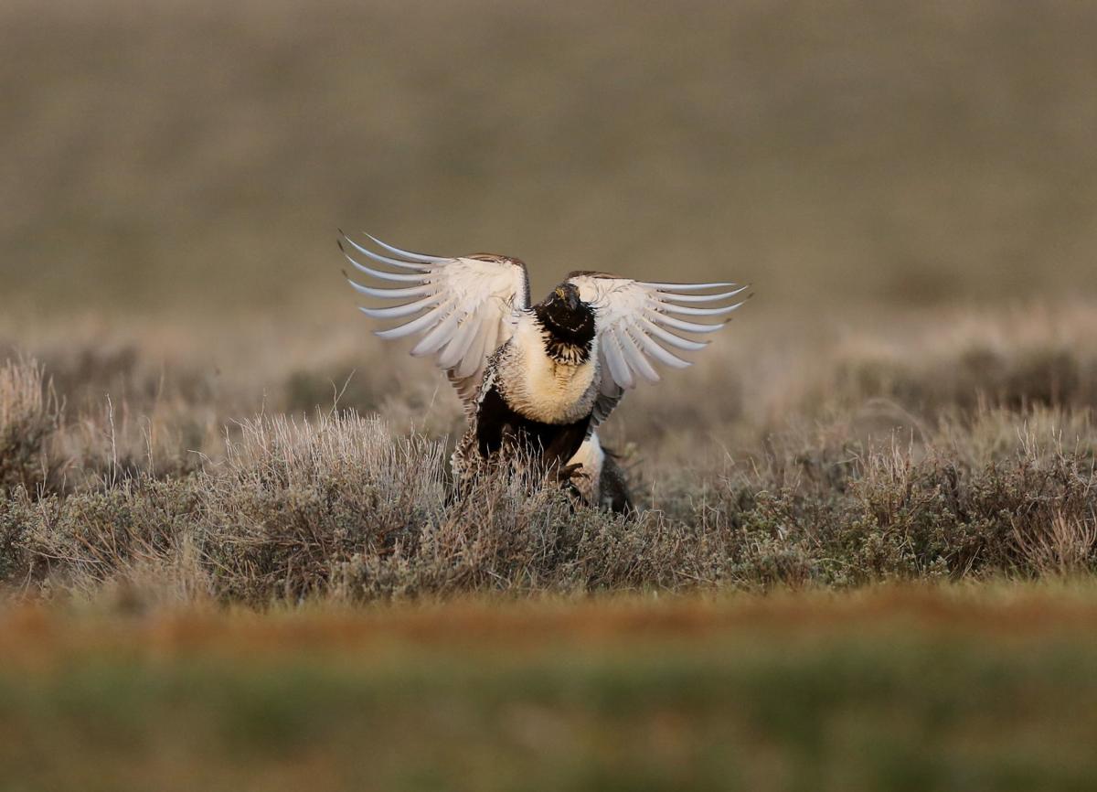 Sage Grouse