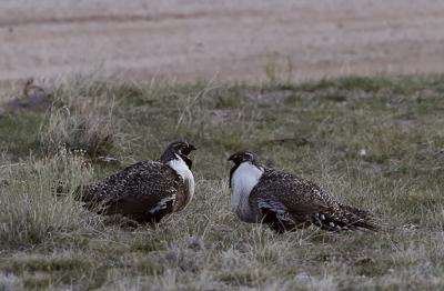Sage Grouse