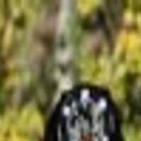 Korean American Woman Stages Faux Wyoming Wedding For Documentary