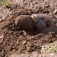 Endangered or threatened? Feds review pocket gopher protection request