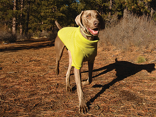 The Gear Junkie Dog Jackets