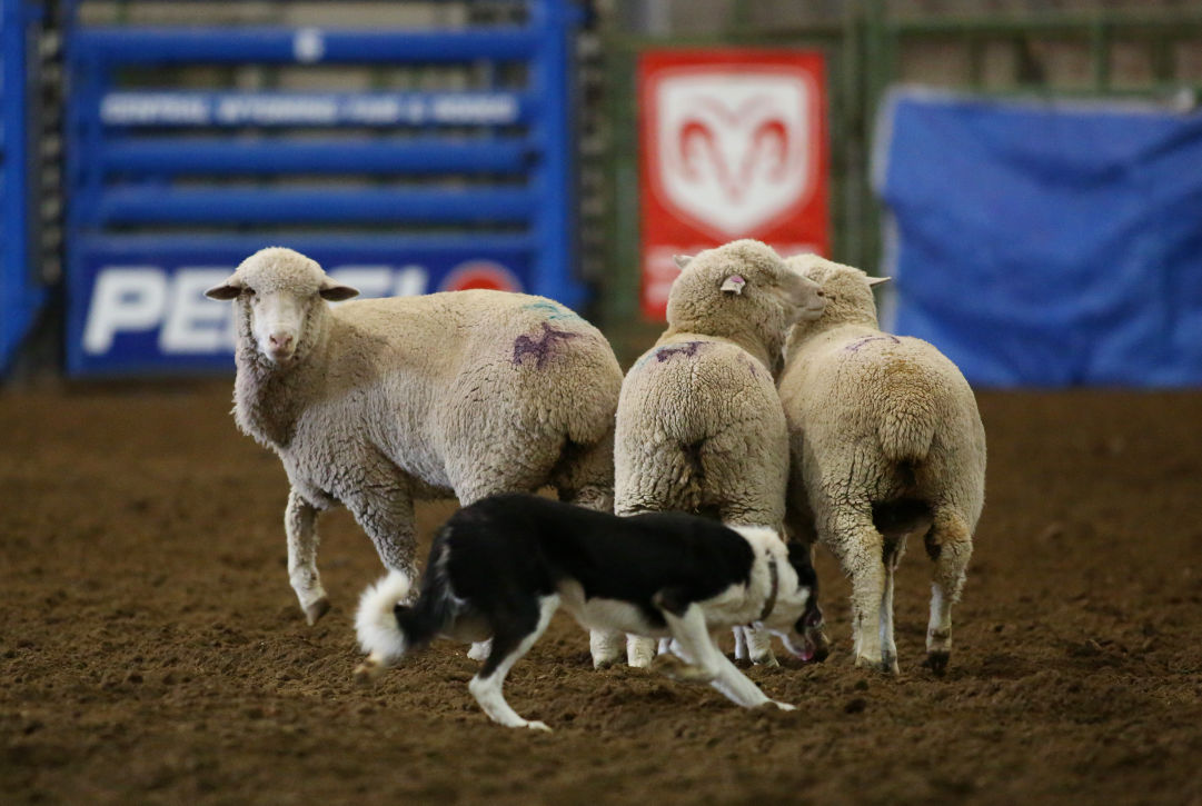 Gallery Sheep Dog Trials Casper