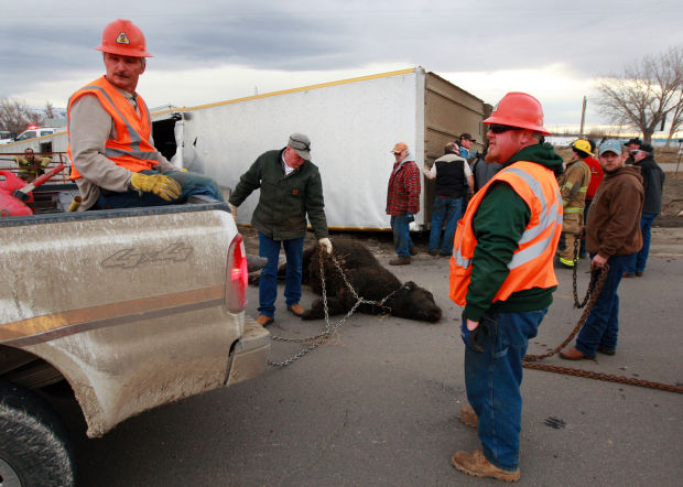 Two men injured when truck carrying 71 cows crashes on Yellowstone ...