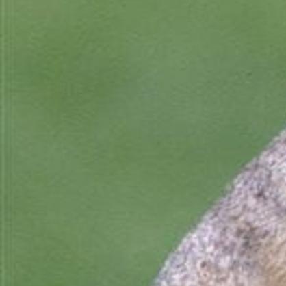 Forest Service Works On Solution For Grassland Prairie Dogs Open Spaces Trib Com