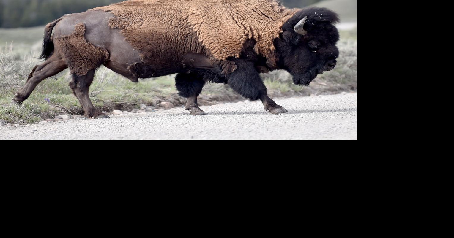 Two tourists butted by Yellowstone bison in first wildlife incident of ...