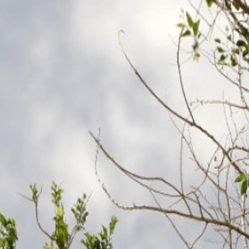 Rocky Mountain Power Provides Tree Trimming Service Near Power Lines Business Trib Com