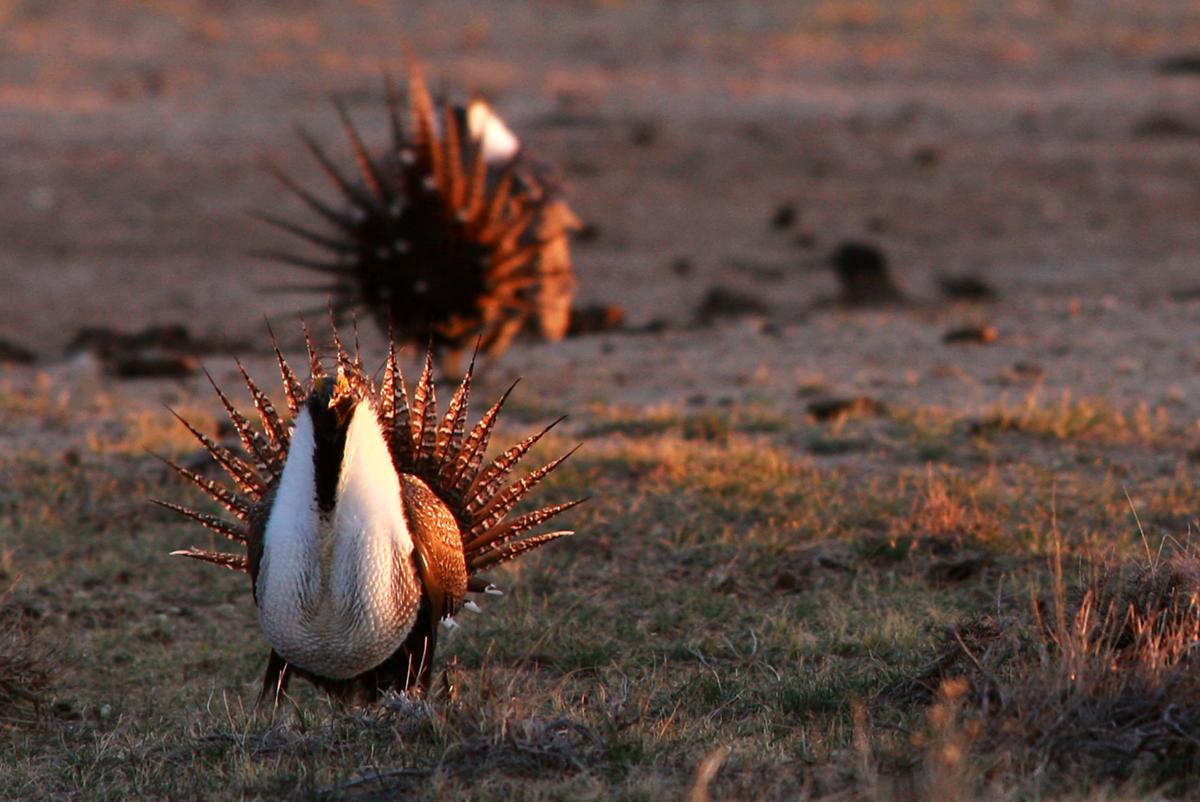 Sage Grouse