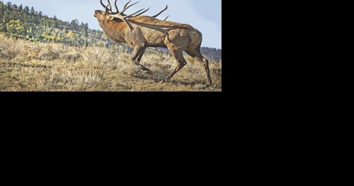 Wyoming mulls paying ranchers for grass lost to wildlife - Vimarsana News