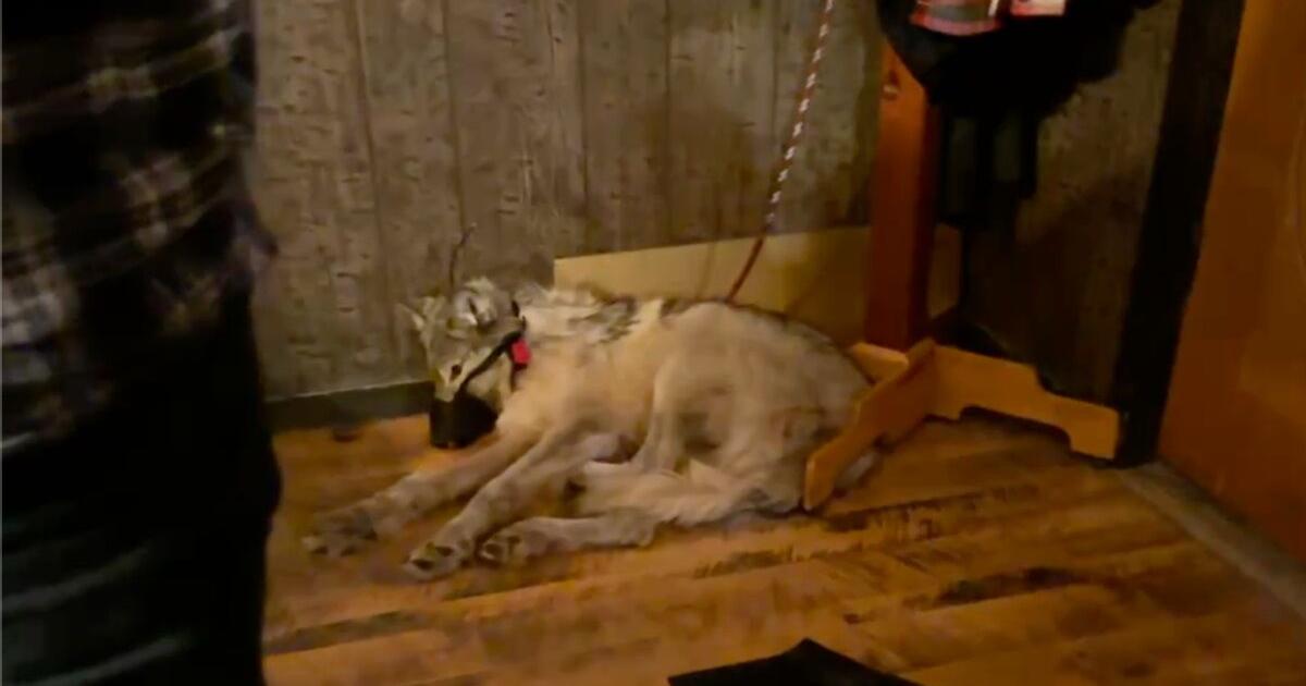 Psychologist: Torture of Wyoming wolf is a warning sign - Vimarsana News