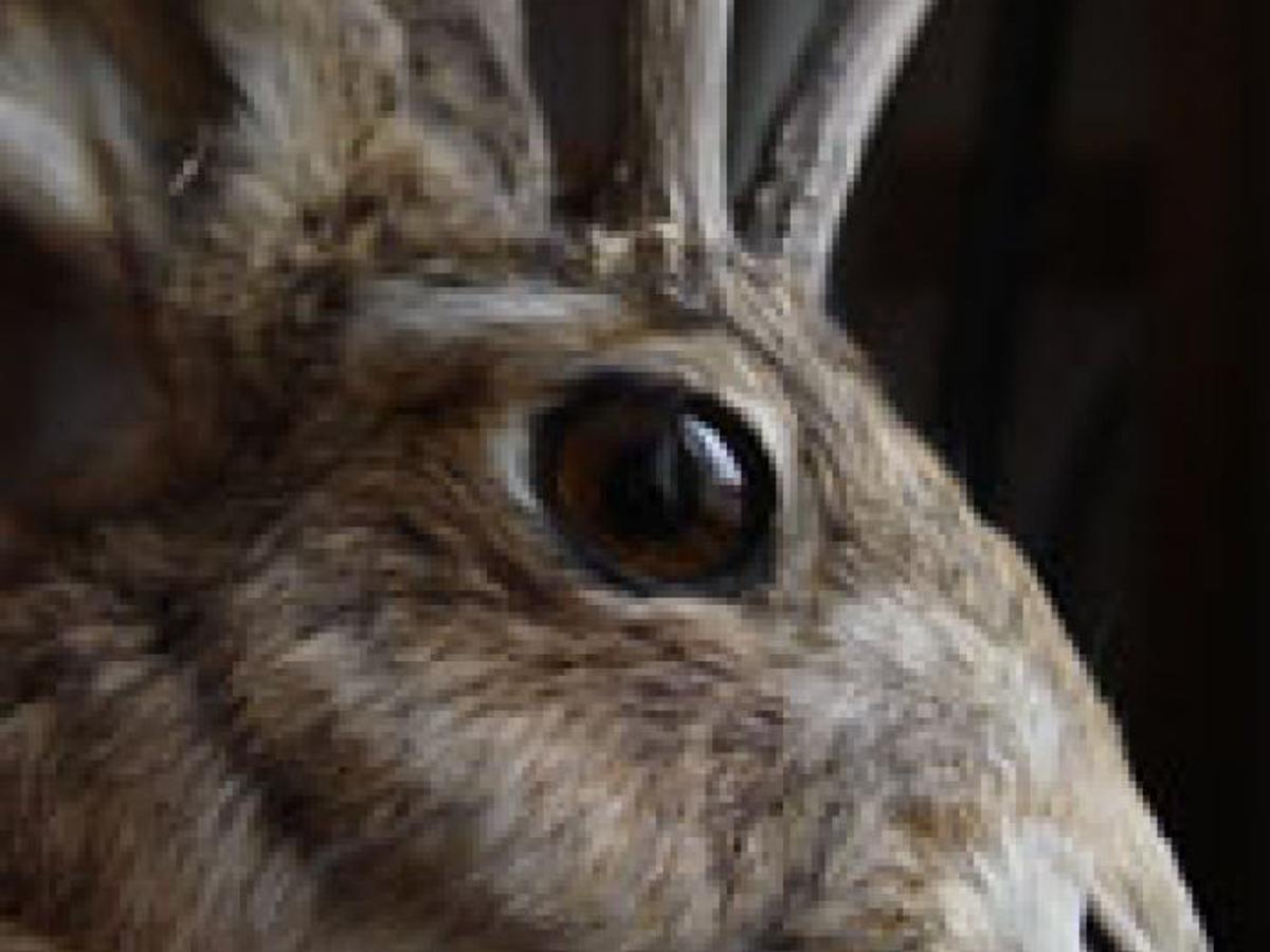 Jackalope papillomavirus, Nefi 56