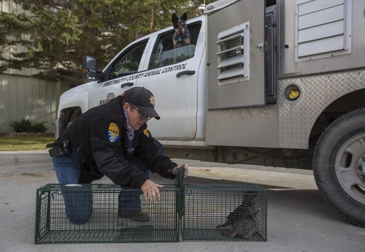 10,000 square miles. Thousands of critters. One animal control officer.