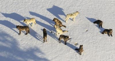 Yellowstone's black wolves better at fighting canine distemper virus, study shows