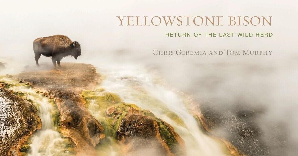 Bison wisdom? This new Yellowstone book reveals what they've taught us