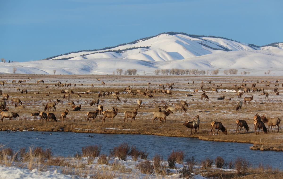 Elk