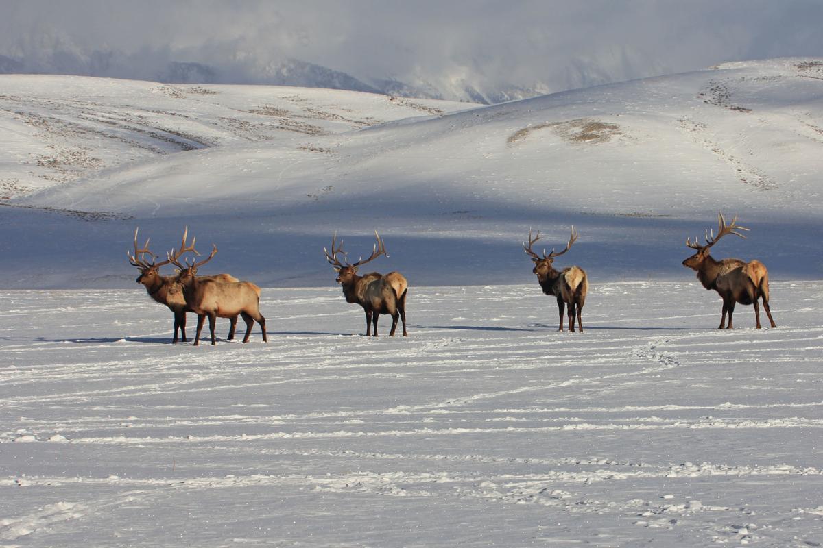 Bull elk