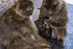 Gibraltar's monkeys find a clever way to avoid a junk food bellyache