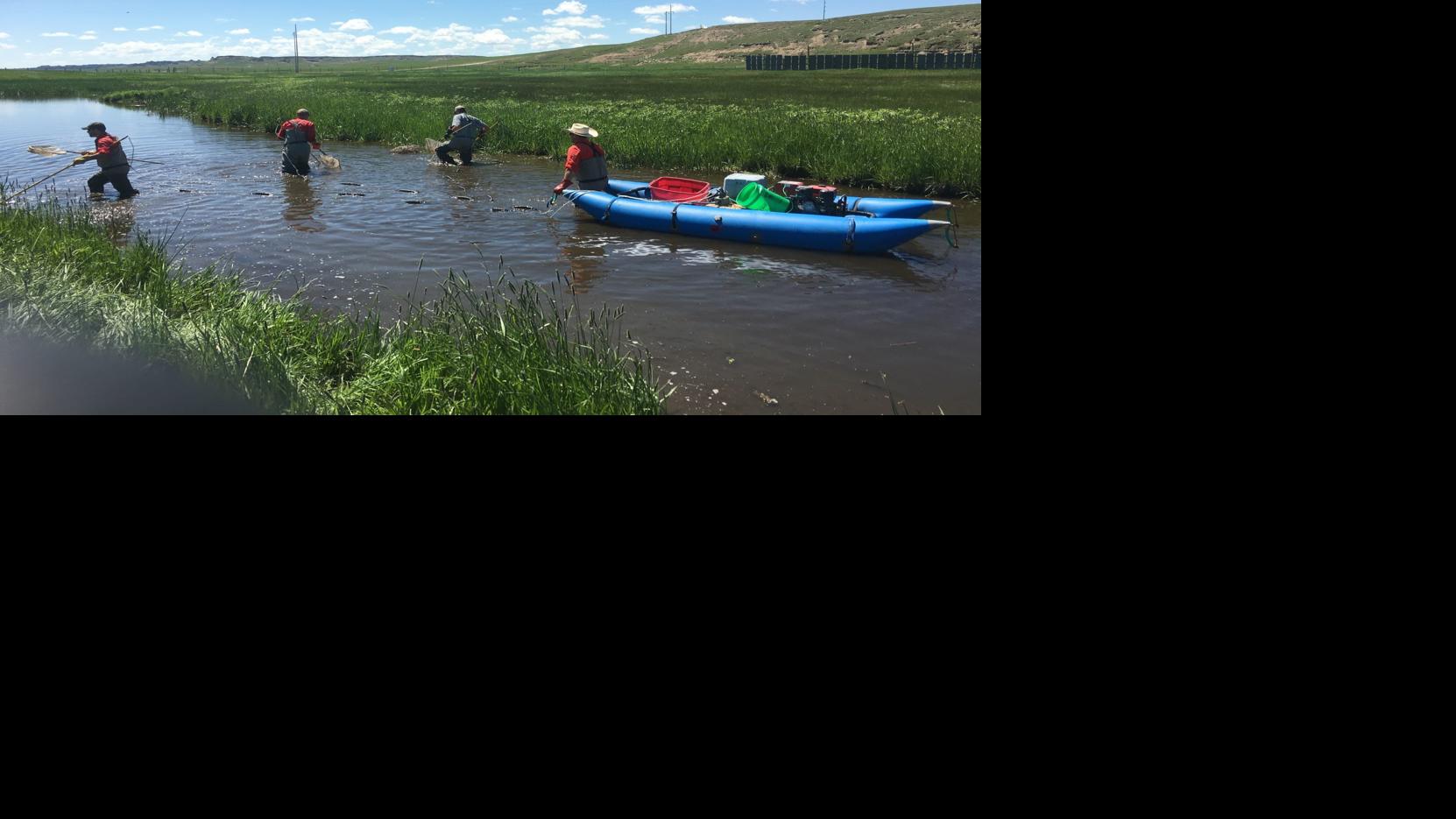 Northern pike moved into a unique river in eastern Wyoming, and are