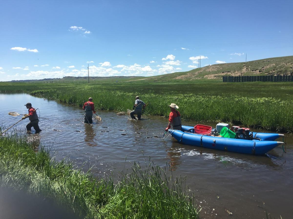 Northern pike moved into a unique river in eastern Wyoming, and are
