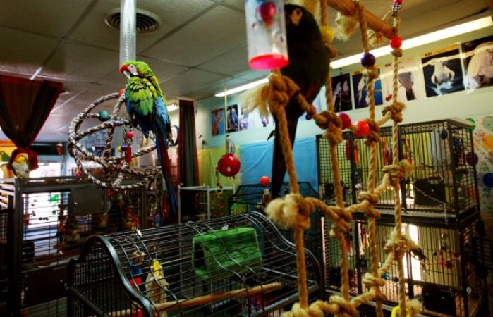 exotic bird stores near me