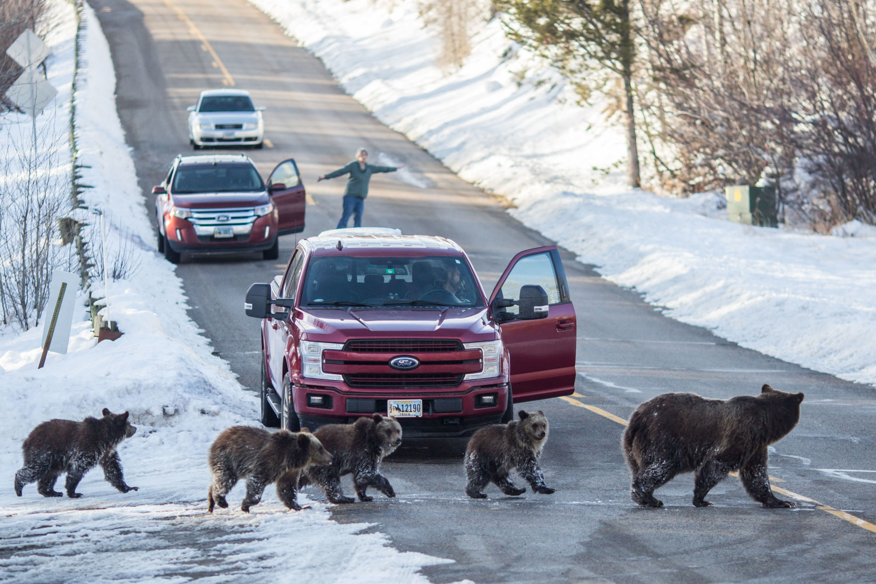 Grizzly 399’s Diet Takes Concerning Turn