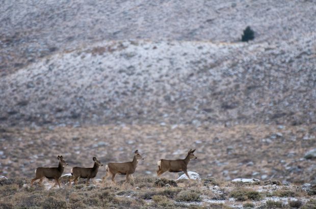 Researchers: Newly discovered Wyoming mule deer herd travels farthest ...