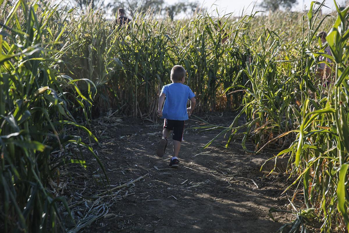 Corn Maze (copy)