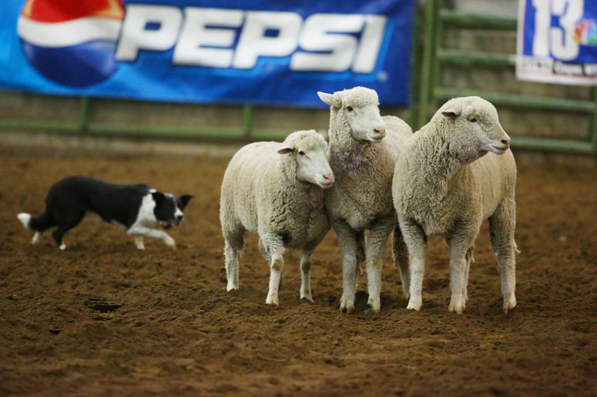 Gallery Sheep Dog Trials Casper