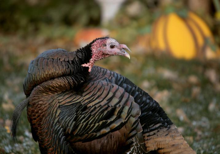The life and times of Thomas Gobbles, Casper's most famous turkey