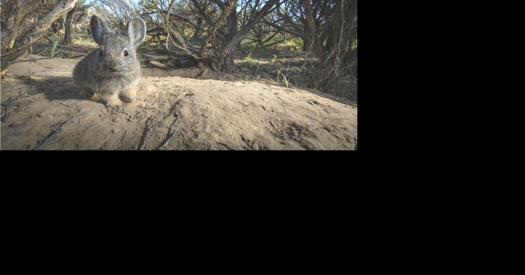 Endangered Species Act protections for pygmy rabbits? Groups sue Trump administration over missed deadlines