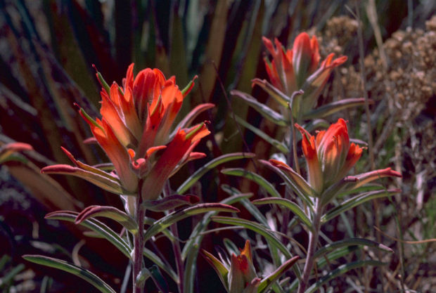 indian paintbrush flower meaning