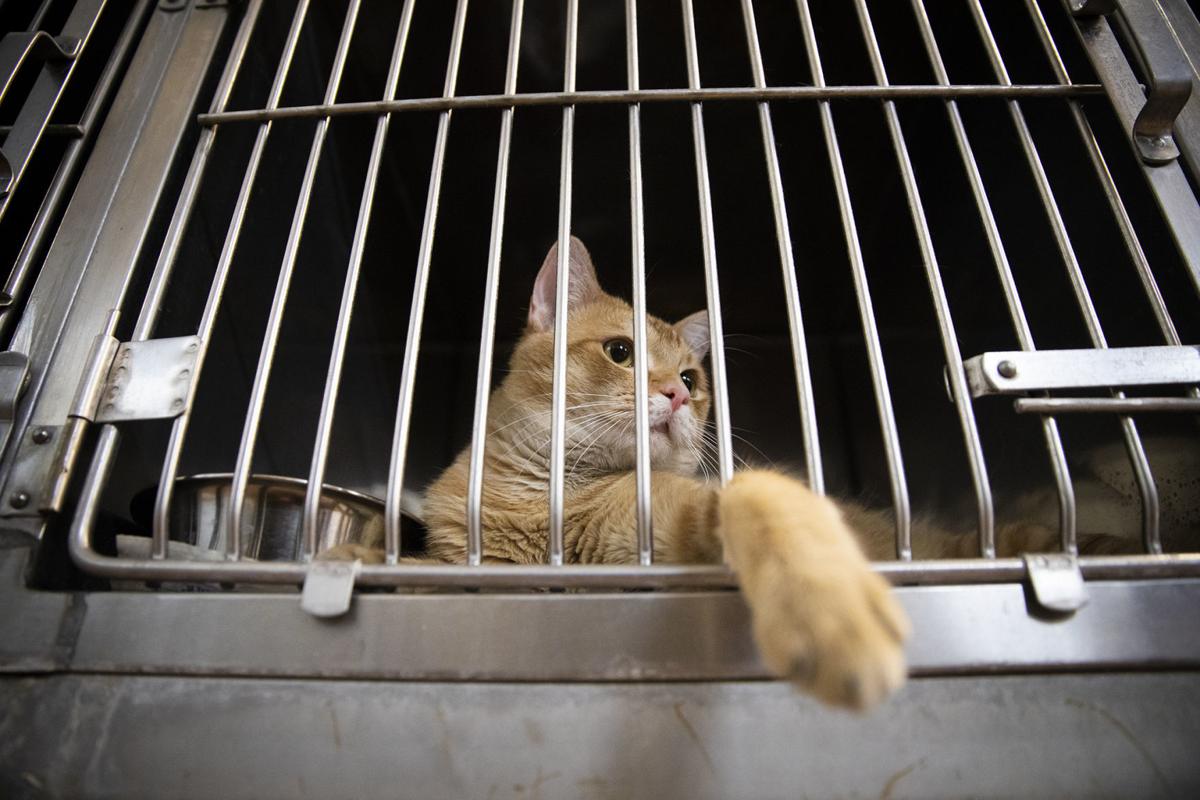 Deadly cat disease prompts Wyoming shelter quarantine