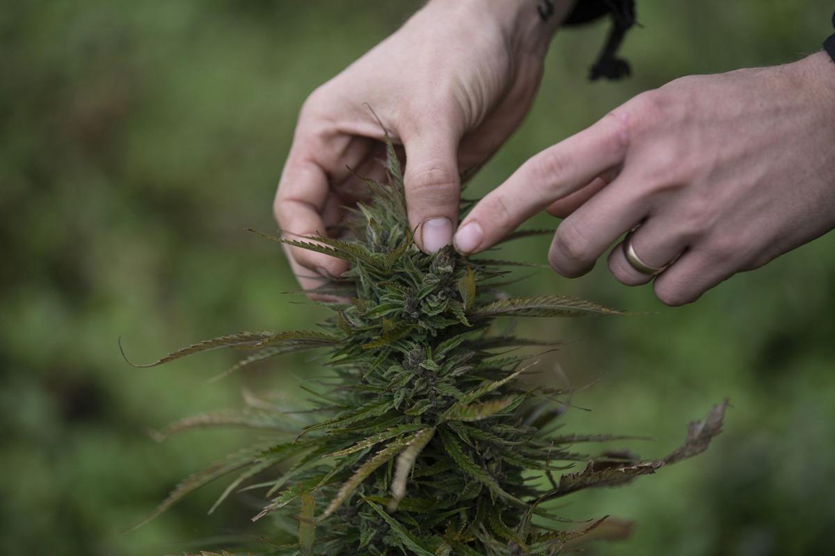 Hemp