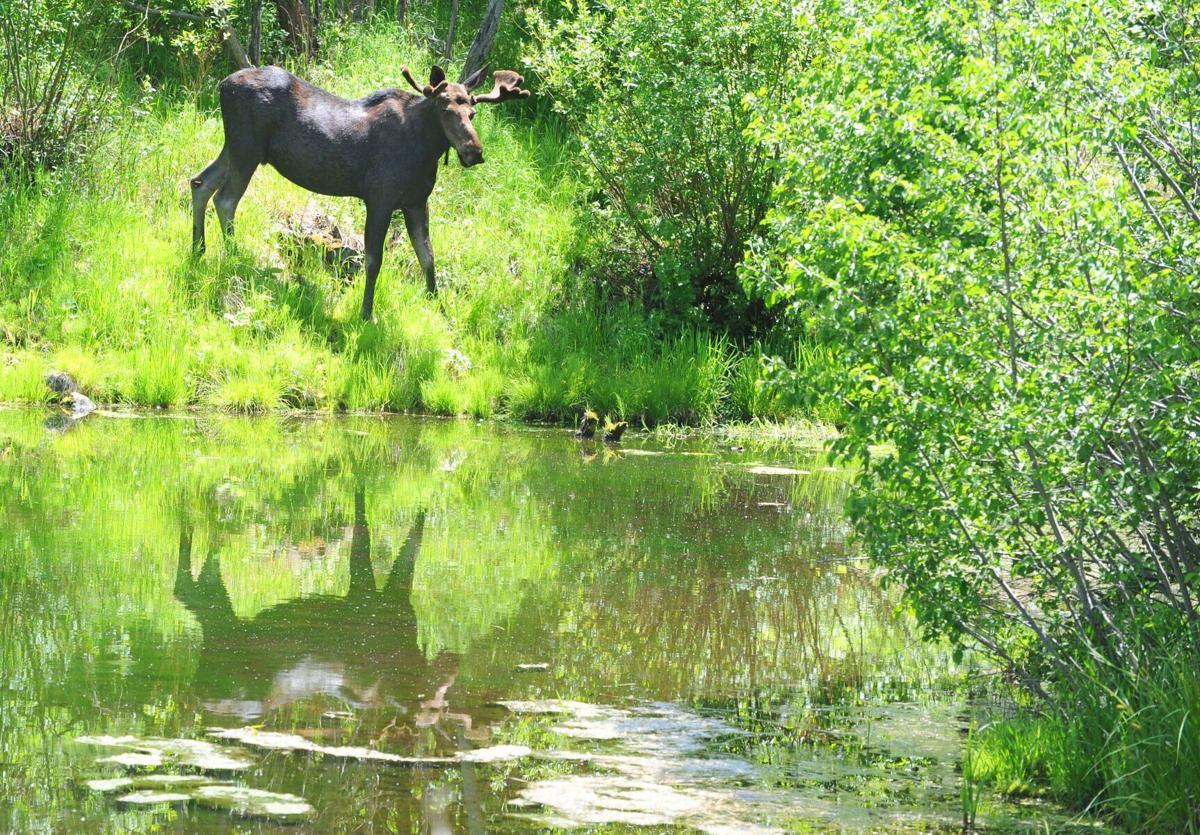 What's Happening In Laramie: Memorial Day Weekend Edition