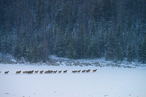 Elk migration