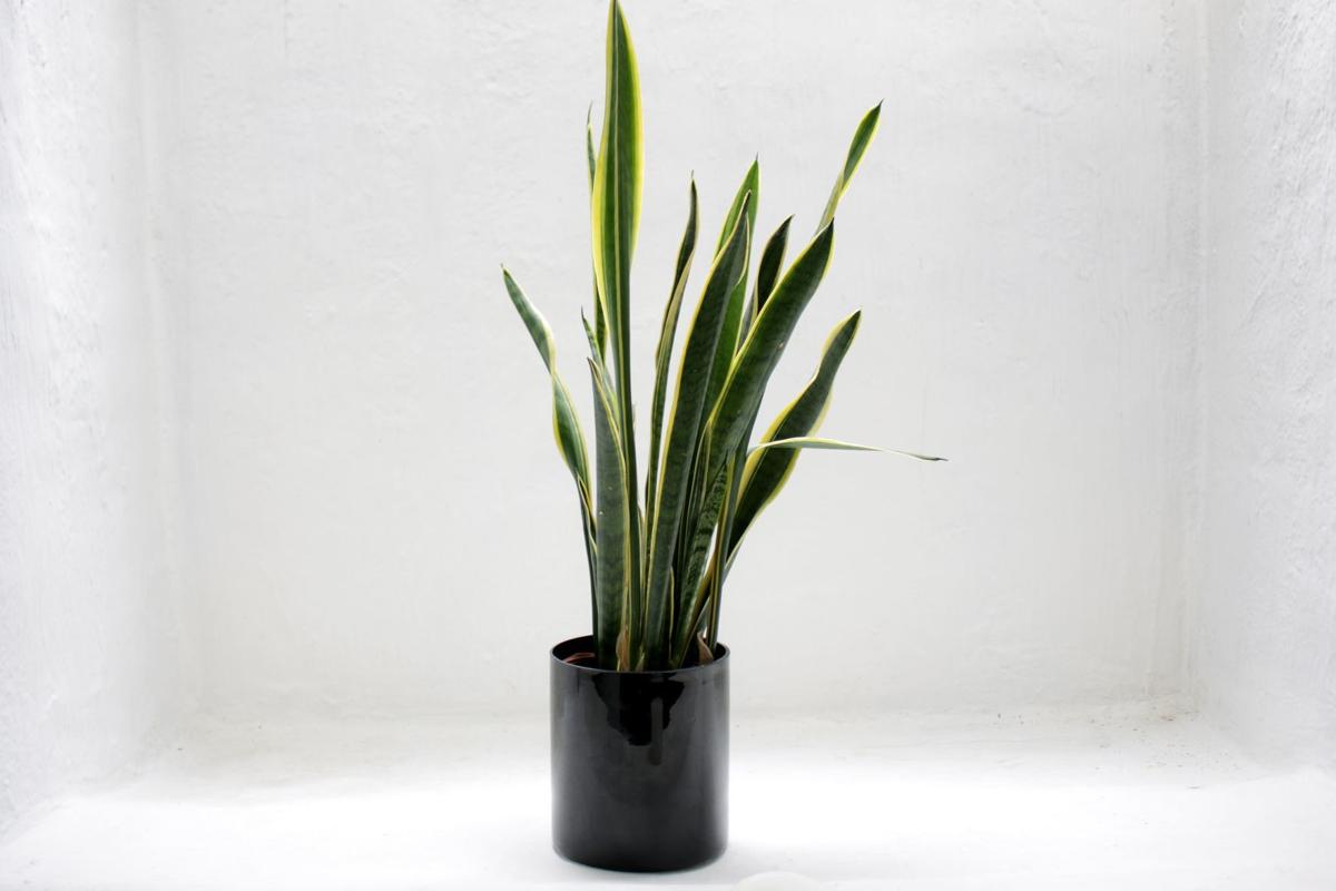 plants