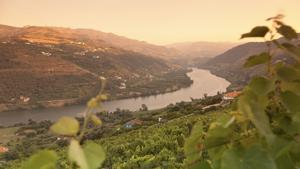 Depending on when you visit, the hillsides of Portugal's Douro region can shift in color– from dusty brown in winter, to scrubby green in summer, to glowing red and gold in fall.
