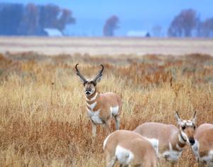 pronghorn buck.jpg