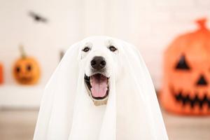 The ultimate guide to Halloween dog safety: Treats, tricks, and peace of mind