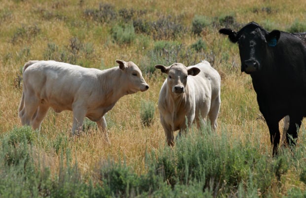 Wyoming Agriculture Sees Growth In Number Of Young Producers