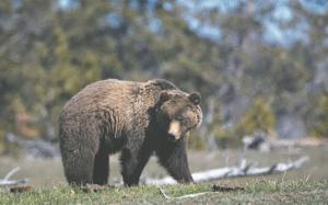 Grizzly (1).jpg