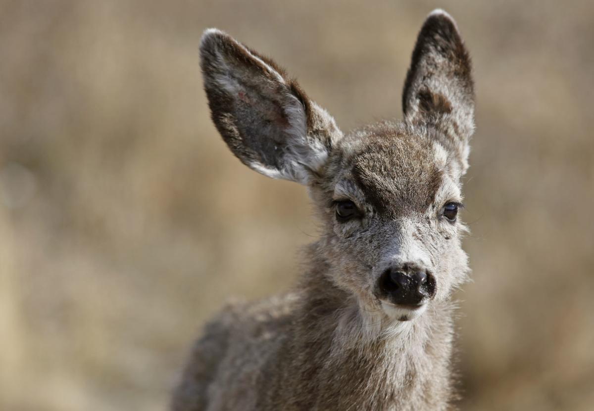 Mule deer fawn