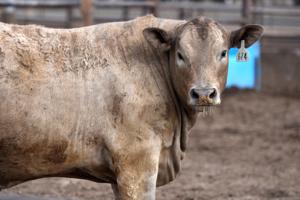 TYSON FOODS-BEEF/PLANT-CLOSURES
