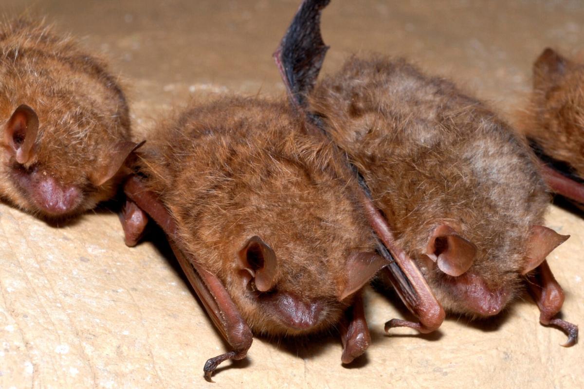 Tricolored bat becomes second deemed endangered this year