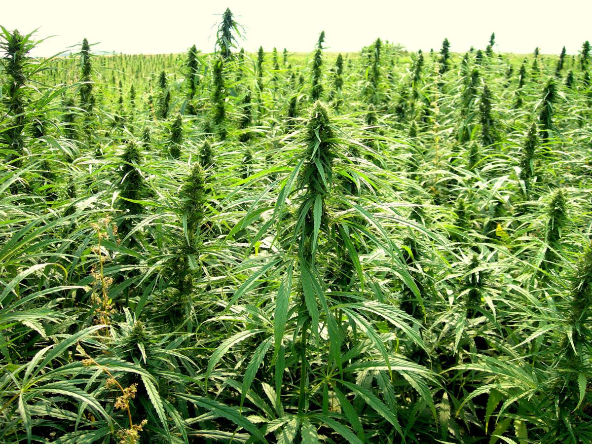 Hemp