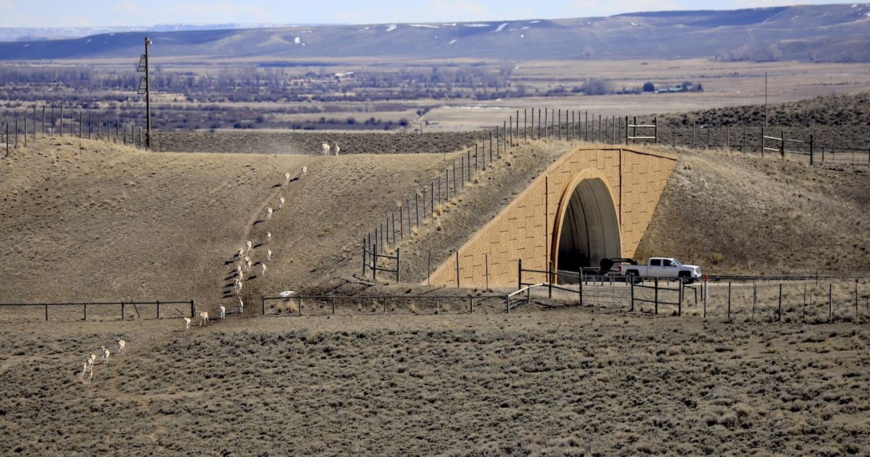 Highway crossing threatens unique pronghorn herd - Vimarsana News